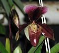 Orchidea.29